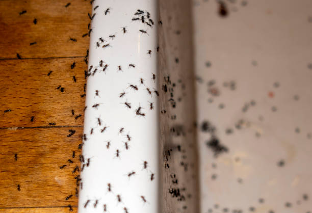 Best Pest Control Treatment  in West Peoria, IL